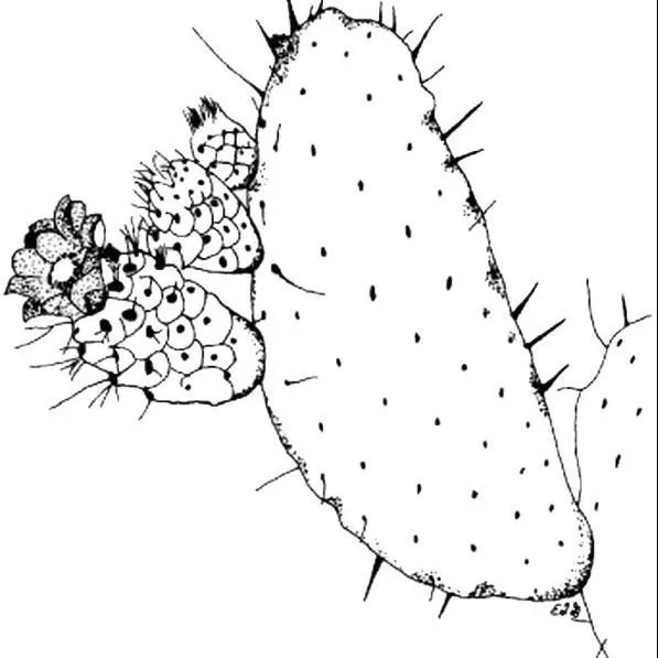 thumbnail for publication: Opuntia spinosisima Prickly Pear Cactus